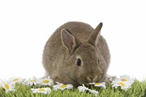 Young Rabbit - in studio on grass & flowers