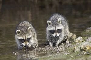Images Dated 5th May 2005: Young Racoons - crabbing in mangrove swamp, Ding Darling NWR, florida, USA MA000021