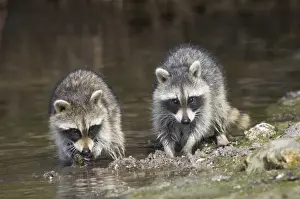 Raccoons Prints: Young Racoons - crabbing in mangrove swamp, Ding Darling NWR, florida, USA MA000021
