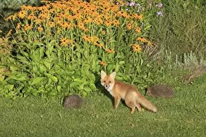 Young Red Fox and Hedgehogs - (Erinaceus europaeus) in autumn garden