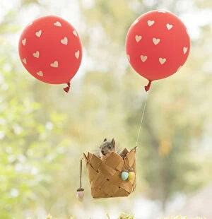 Images Dated 13th September 2021: young Red Squirrel in an air balloon