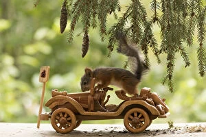 Rescue Gallery: young Red Squirrel with an car Date: 06-09-2021