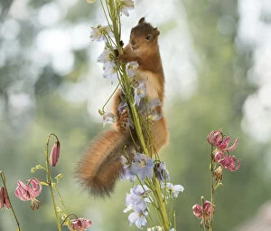 Images Dated 6th July 2021: young Red Squirrel climbs in Delphinium flowers Date: 05-07-2021