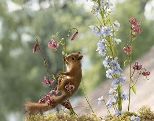 Images Dated 5th July 2021: young Red Squirrel climbs in lily flowers Date: 05-07-2021