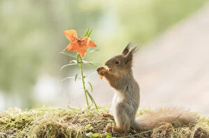 Images Dated 27th June 2021: young red squirrel eating a tiger lily flower