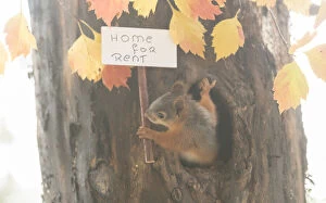 Images Dated 4th September 2021: young red Squirrel holding a home for rent sign