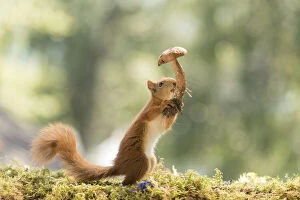Images Dated 13th July 2021: young Red Squirrel holding a mushroom in the air Date: 12-07-2021