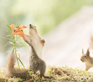 Images Dated 27th June 2021: young red squirrel holding a tiger lily flower