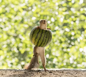 Images Dated 6th July 2021: young Red Squirrel inside a watermelon