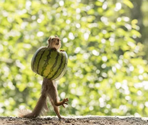 Images Dated 6th July 2021: young Red Squirrel inside a watermelon Date: 05-07-2021