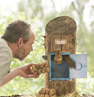 Images Dated 27th June 2021: young Red Squirrel with man and a safe with walnuts
