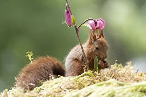Images Dated 4th March 2021: young red squirrel is standing under a Lilium martagon flower Date: 13-06-2018