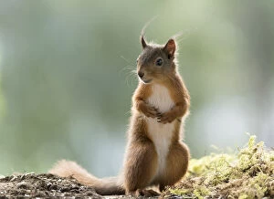 Images Dated 9th July 2021: young Red Squirrel standing on moss