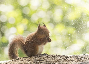 Images Dated 4th July 2021: young Red Squirrel standing in the rain Date: 02-07-2021