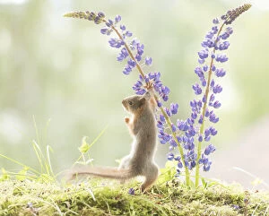 Branch Plant Part Gallery: young Red Squirrel touching lupine flowers Date: 23-06-2021