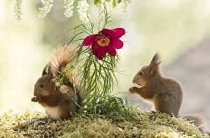 Images Dated 5th June 2021: young Red Squirrels with fern leaf peony flower Date: 03-06-2021