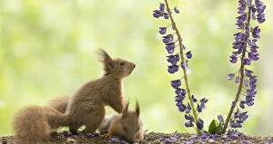 Images Dated 15th June 2021: young Red Squirrels hold each other with lupine flowers Date: 14-06-2021