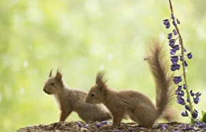 Images Dated 15th June 2021: young Red Squirrels with lupine flowers