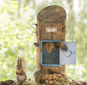 Images Dated 27th June 2021: young Red Squirrels with a safe with walnuts