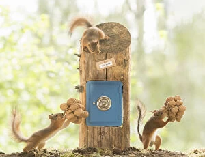 Images Dated 27th June 2021: young Red Squirrels with a safe with walnuts Date: 26-06-2021