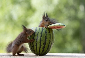 Images Dated 24th February 2021: young red squirrels are standing in a watermelon Date: 09-06-2018