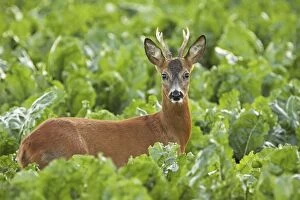 Images Dated 28th July 2009: young roe deer buck, Germany
