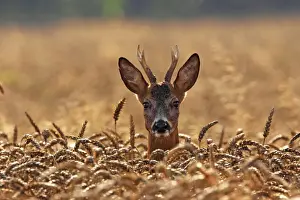 young roe deer buck, Germany