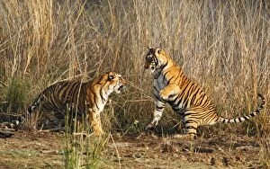 Young Royal Bengal Tigers play-fighting