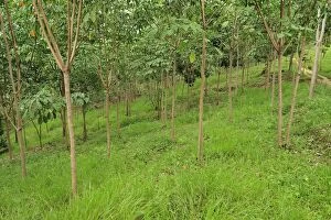 Young rubber tree plantation - beside Gunung Leuser