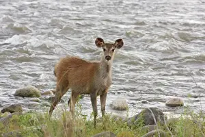 Sambar Prints: Young Sambar deer, Corbett National Park, India