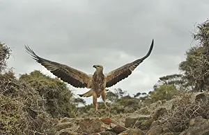 Young sea-eagle, K I, SA
