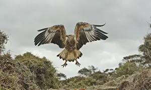 Young sea-eagle, K I, SA