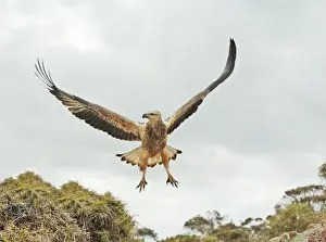 Young sea-eagle, K I, SA