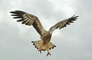 Young sea-eagle, K I, SA