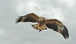 Young sea-eagle, K I, SA