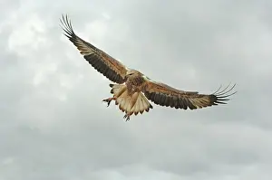 Young sea-eagle, K I, SA