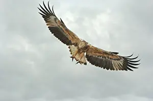 Young sea-eagle, K I, SA