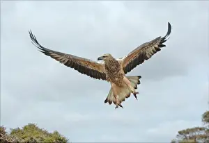 Young sea-eagle, K I, SA