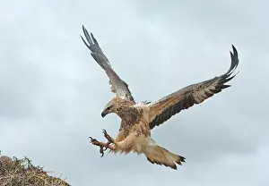 Young sea-eagle, K I, SA