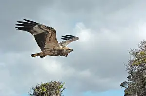 Young sea-eagle, K I, SA