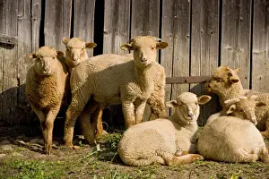 Barns Prints: Young Sheep in courtyard of Saxon house in Viscri, Transylvania. Romania