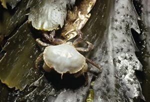 Images Dated 11th January 2007: Young Shore Crab