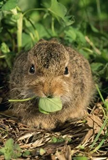 Young Siberian HARE - leveret, sitting