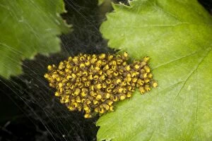 Images Dated 5th May 2007: Young spiderlings of garden spider - normally grouped