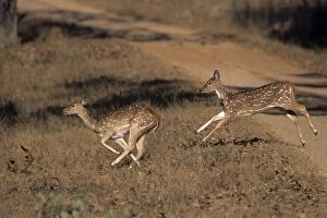 Images Dated 18th July 2006: Young Spotted Deers / Chital - runing, Kanha National Park, India