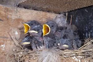 Images Dated 30th July 2005: Young Swallows on the nest - Cornwall - UK