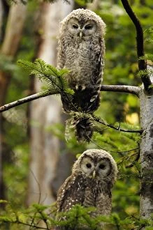 Images Dated 26th February 2007: young Ural owls - two, Germany