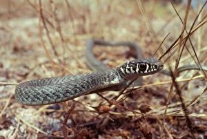 Young Western Whip Snake