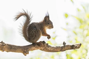 Images Dated 4th July 2021: young wet Red Squirrel standing on a branch Date: 02-07-2021