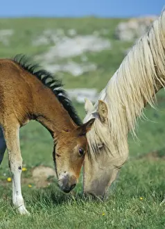 Alpine Prints: Young Wild Horse - Colt playing or rubbing against mother (mare) July Pryor Mountain Wild Horse Refuge